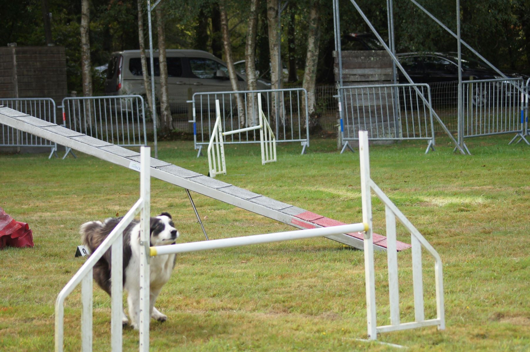  CONCOURS AGILITY 28 AOÛT 2022