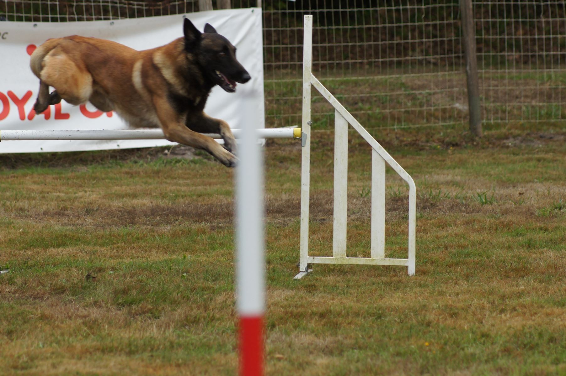  CONCOURS AGILITY 28 AOÛT 2022