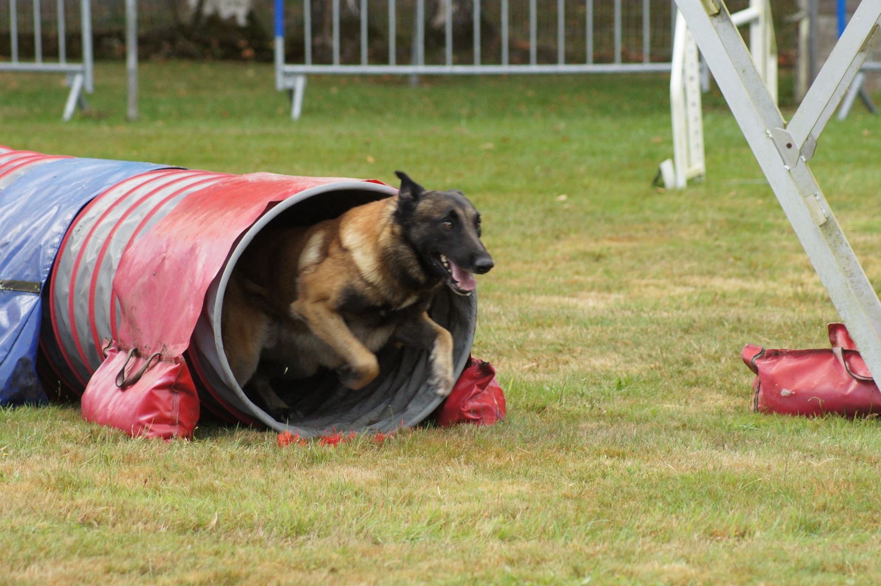  CONCOURS AGILITY 28 AOÛT 2022