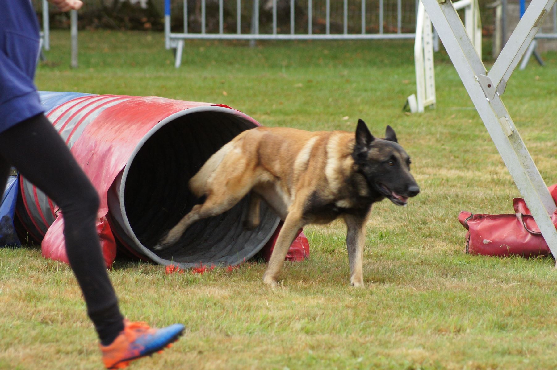  CONCOURS AGILITY 28 AOÛT 2022