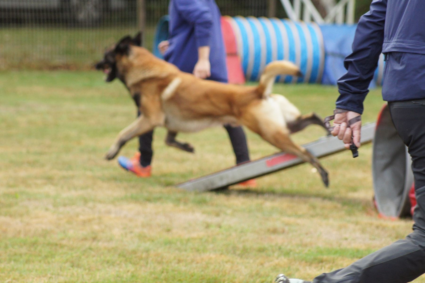  CONCOURS AGILITY 28 AOÛT 2022