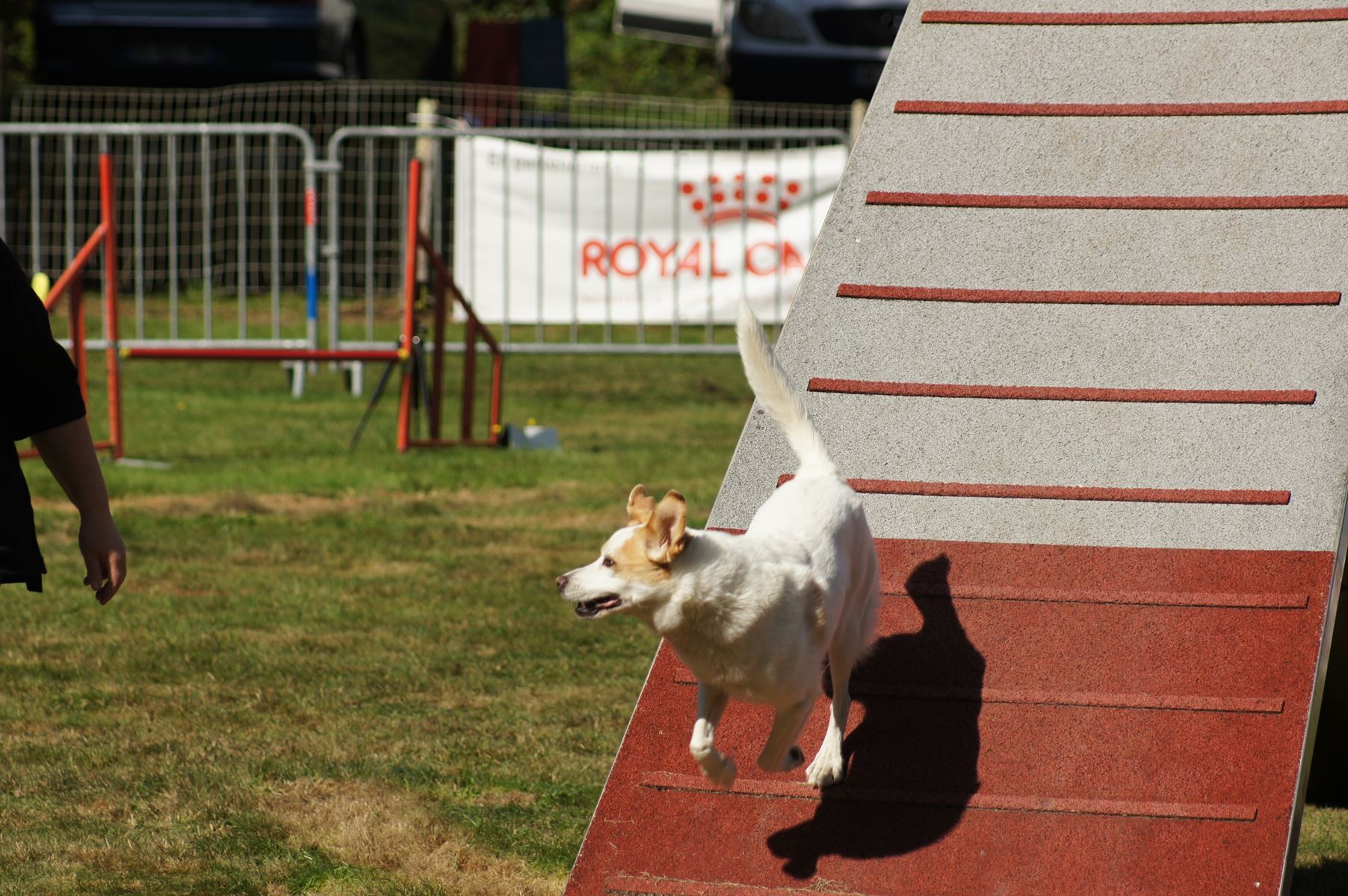  CONCOURS AGILITY 28 AOÛT 2022