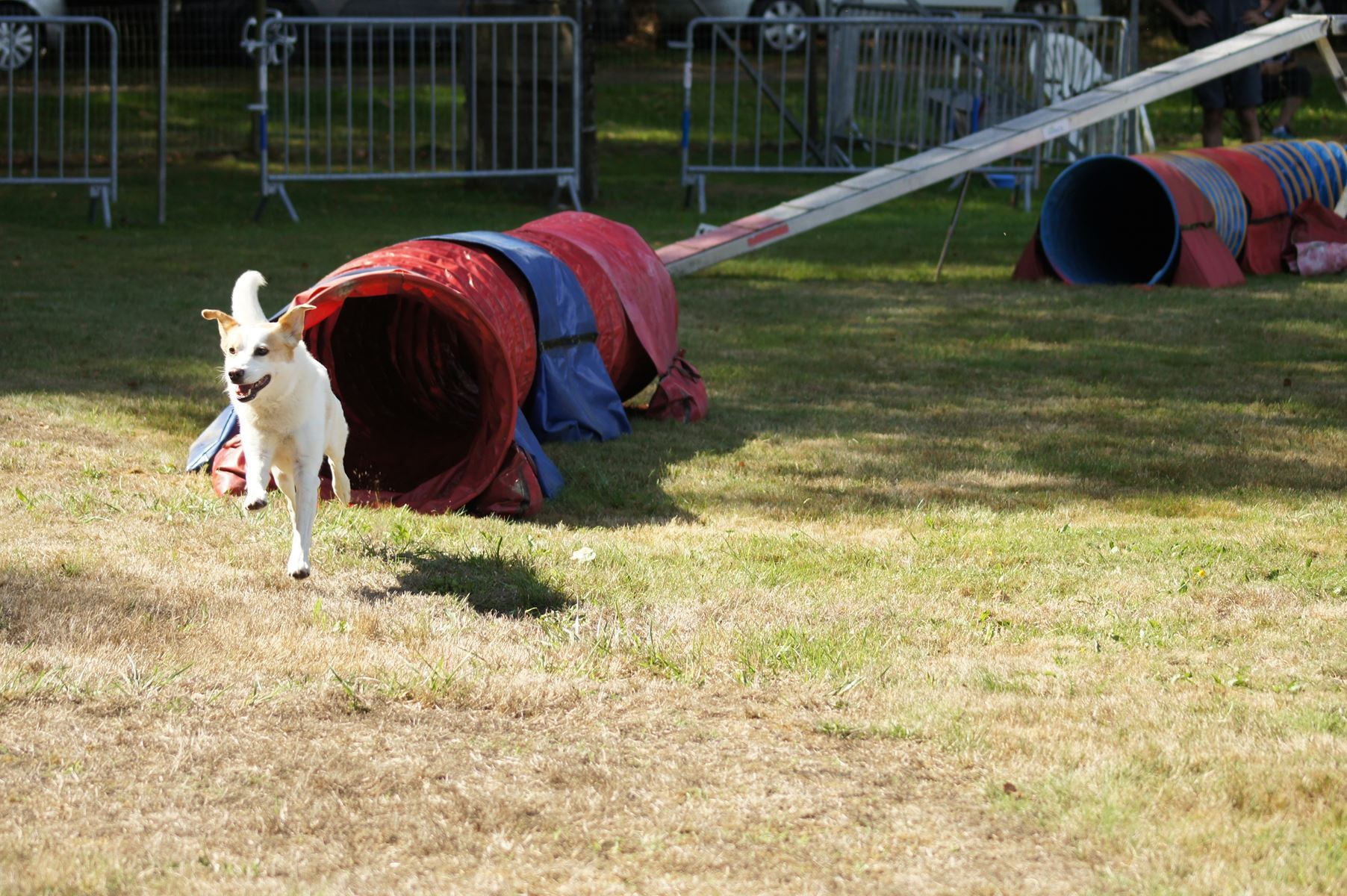  CONCOURS AGILITY 28 AOÛT 2022