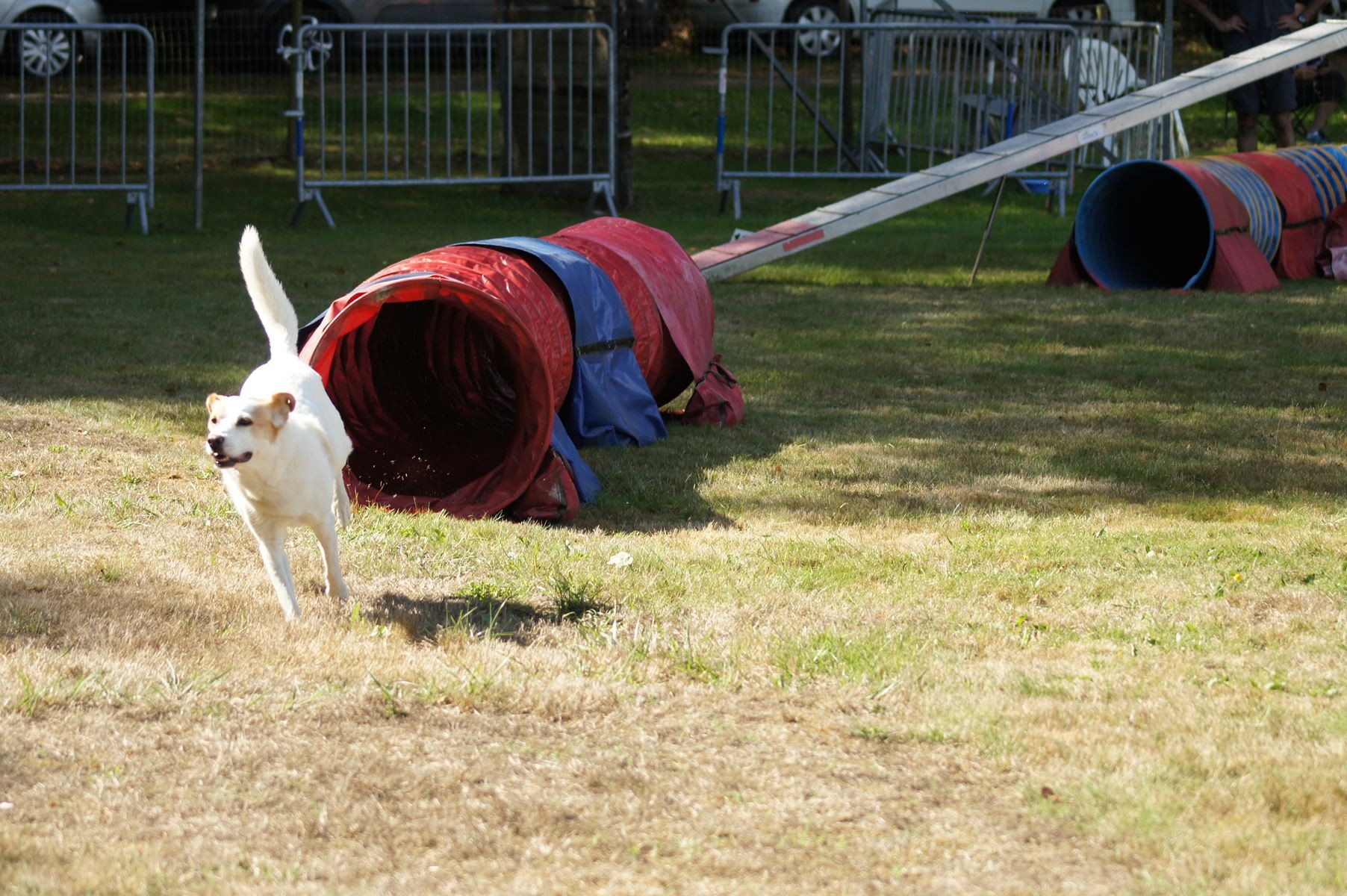  CONCOURS AGILITY 28 AOÛT 2022