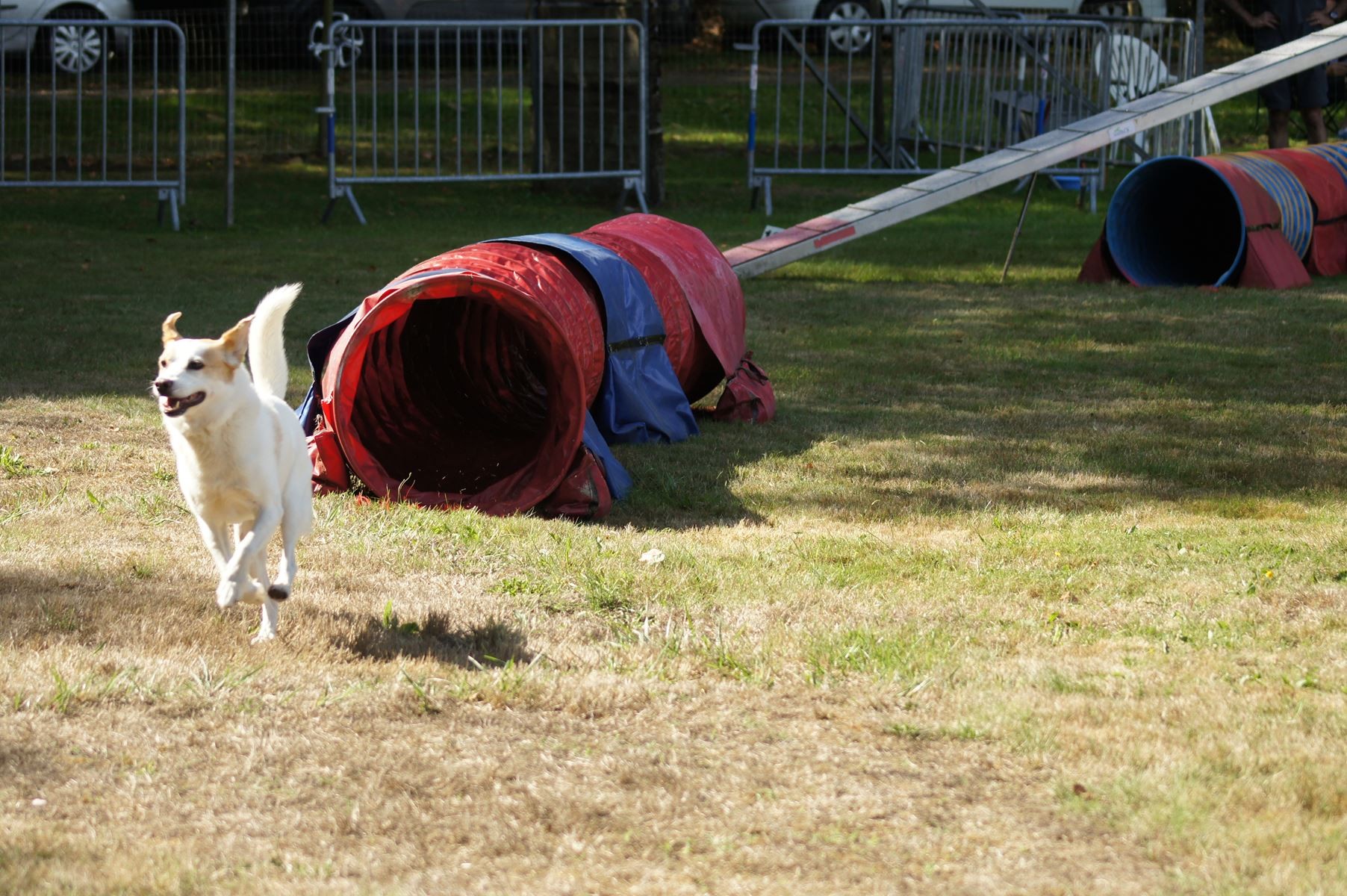  CONCOURS AGILITY 28 AOÛT 2022