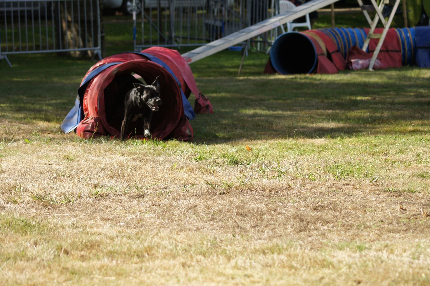  CONCOURS AGILITY 28 AOÛT 2022