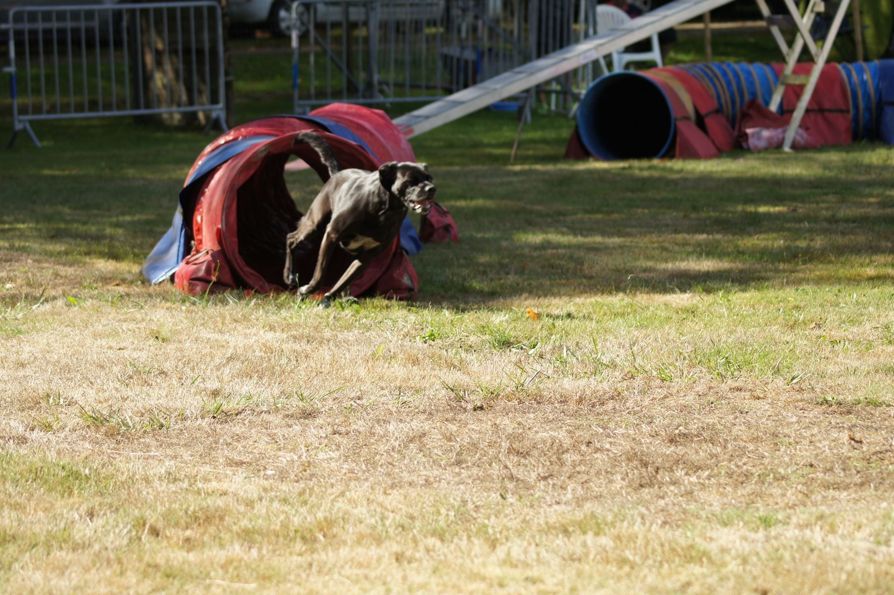  CONCOURS AGILITY 28 AOÛT 2022