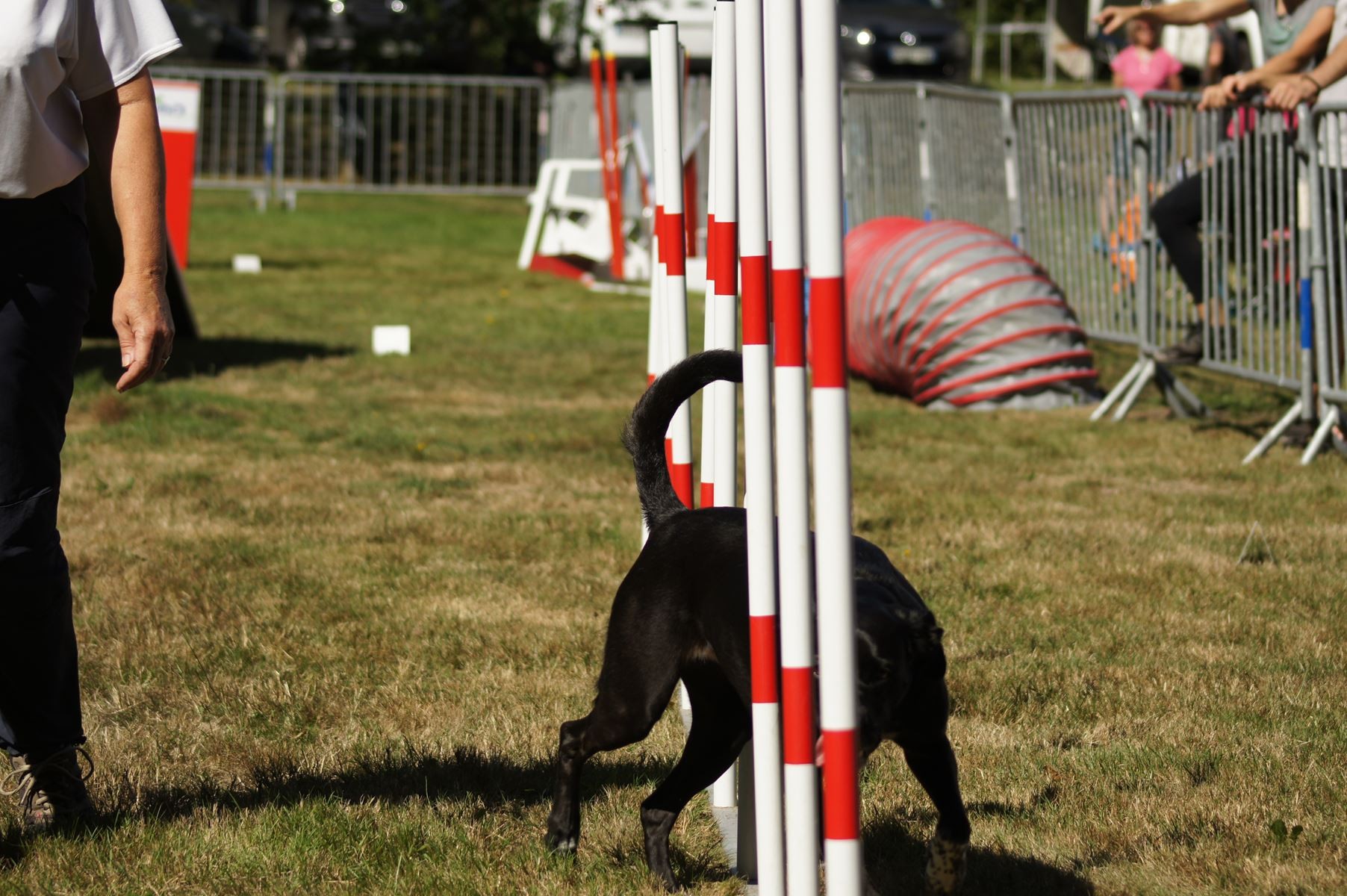  CONCOURS AGILITY 28 AOÛT 2022