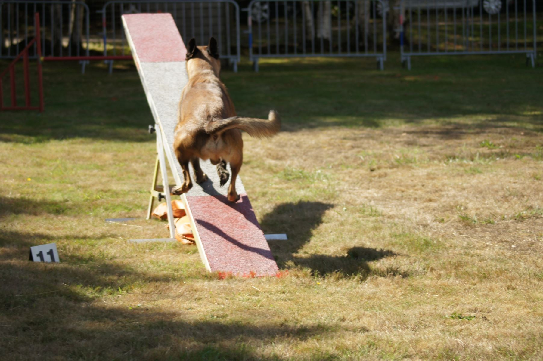  CONCOURS AGILITY 28 AOÛT 2022