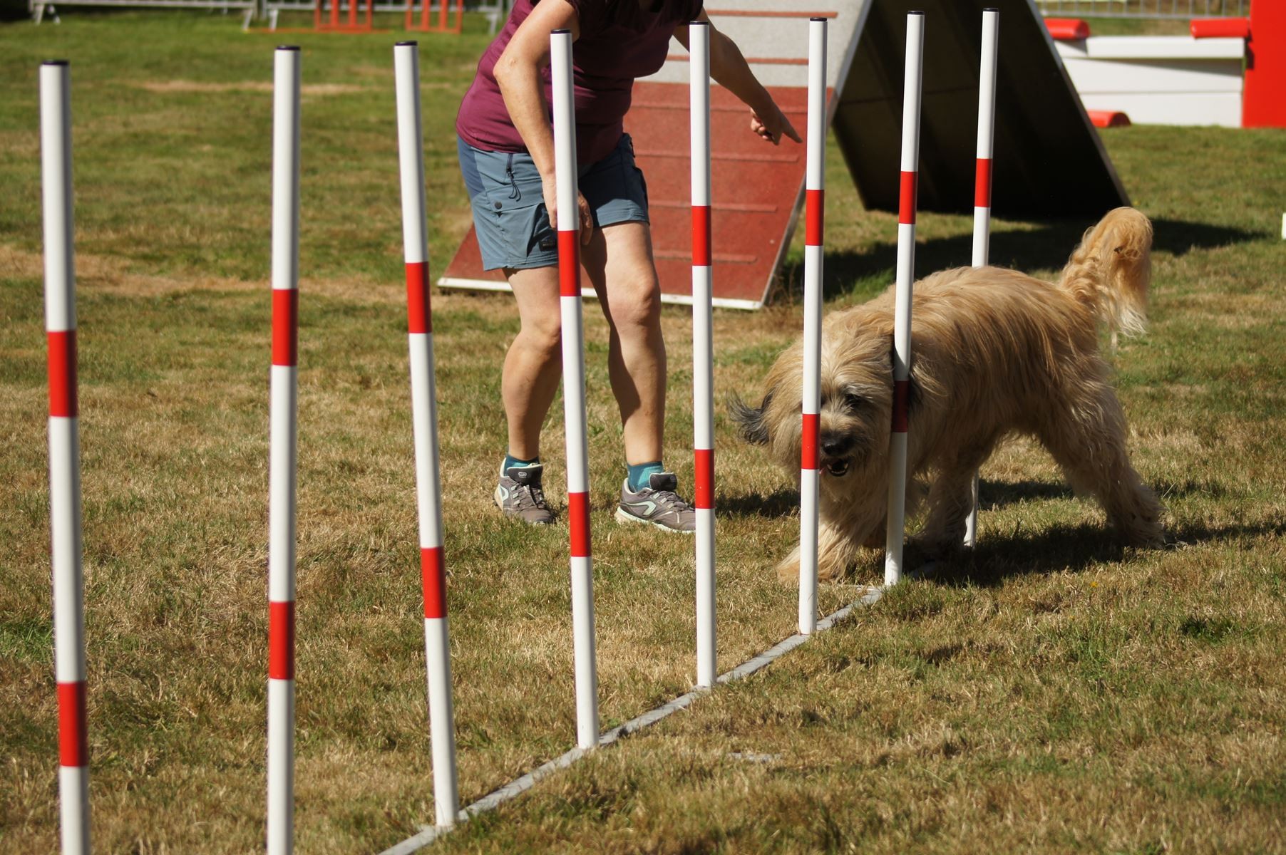 CONCOURS AGILITY 28 AOÛT 2022