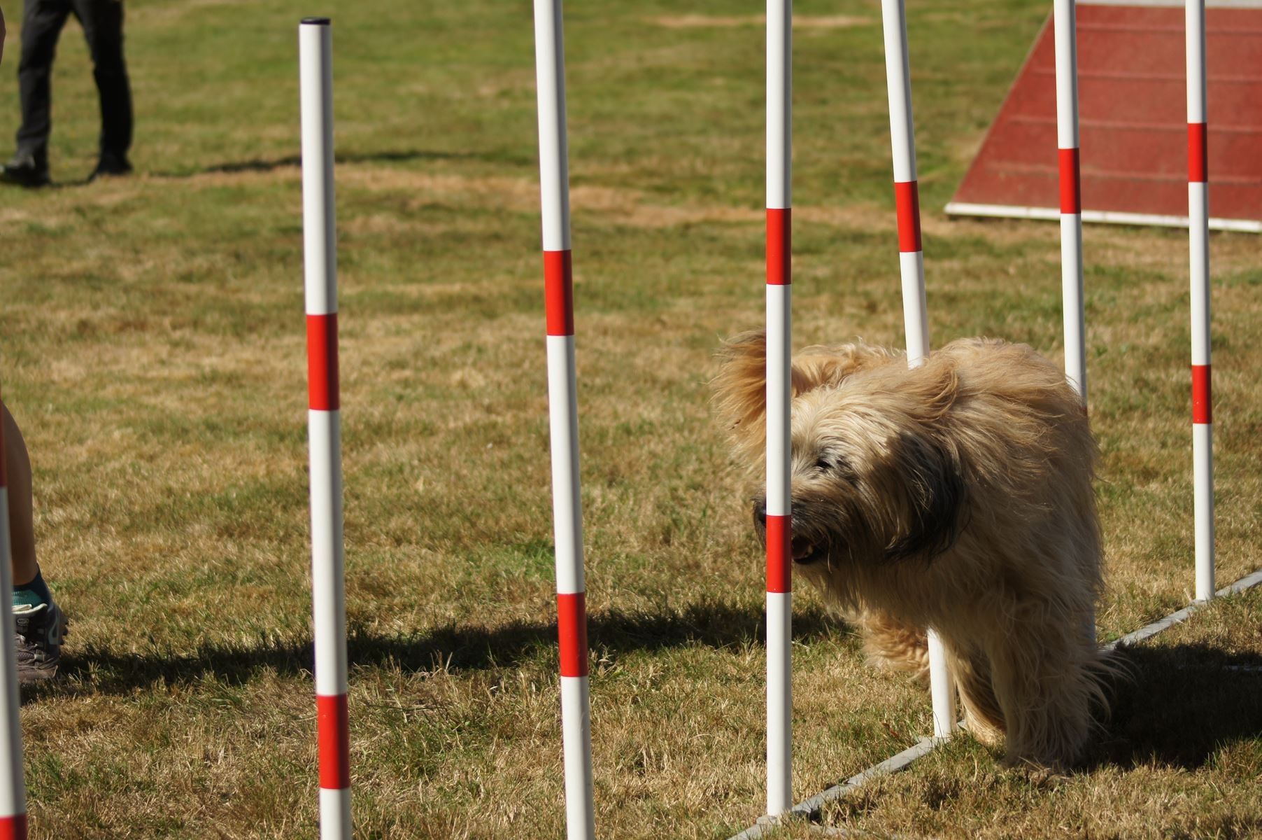 CONCOURS AGILITY 28 AOÛT 2022