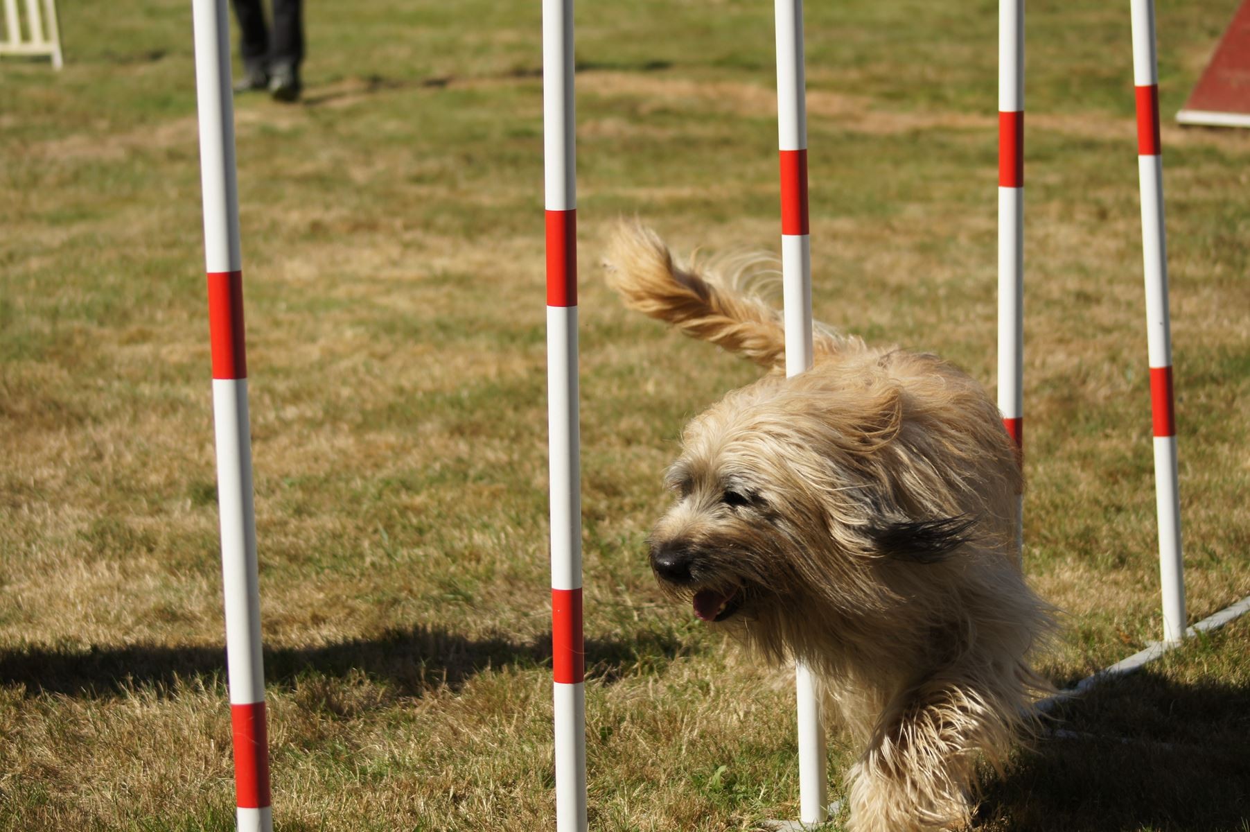 CONCOURS AGILITY 28 AOÛT 2022