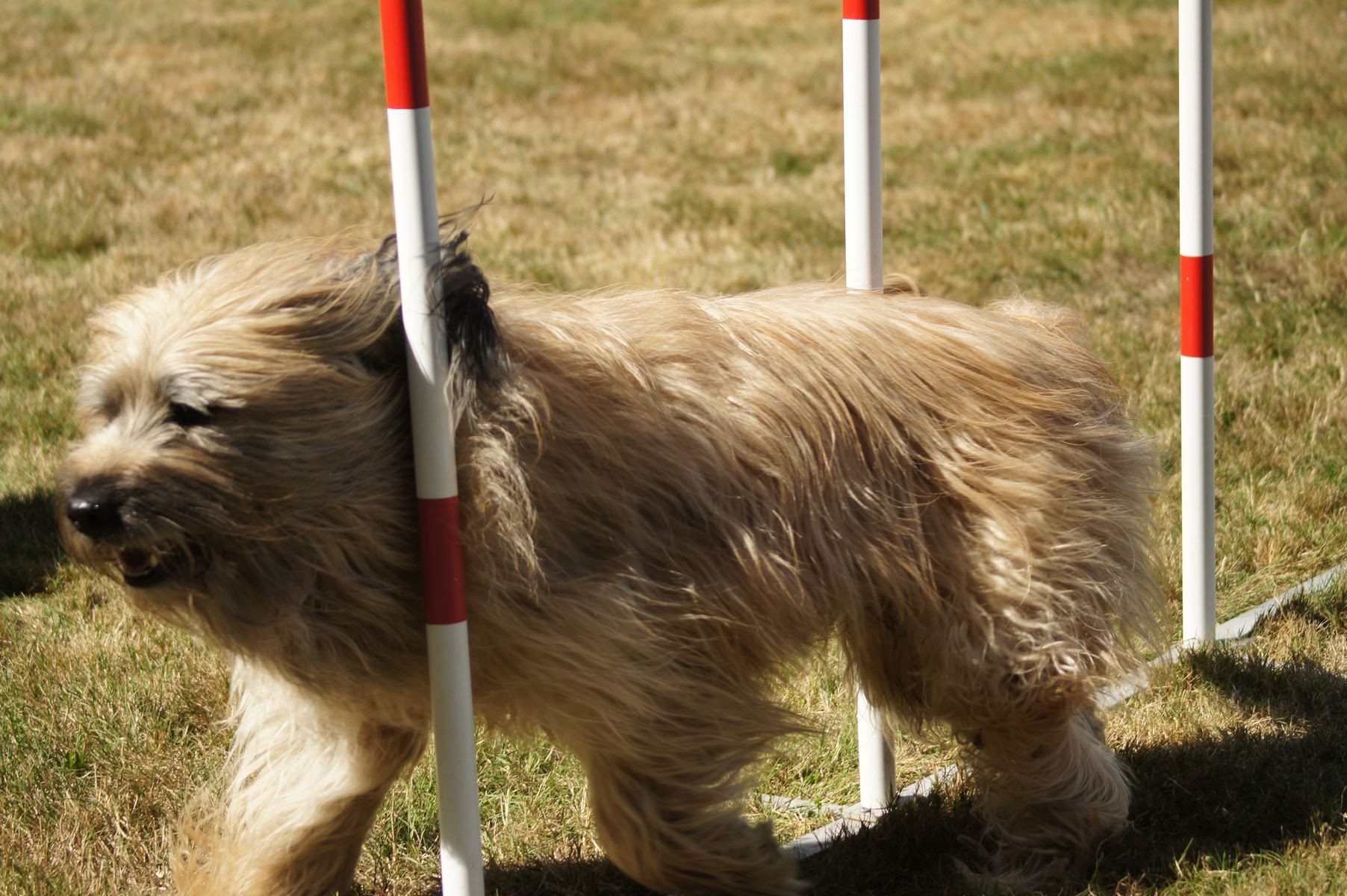 CONCOURS AGILITY 28 AOÛT 2022