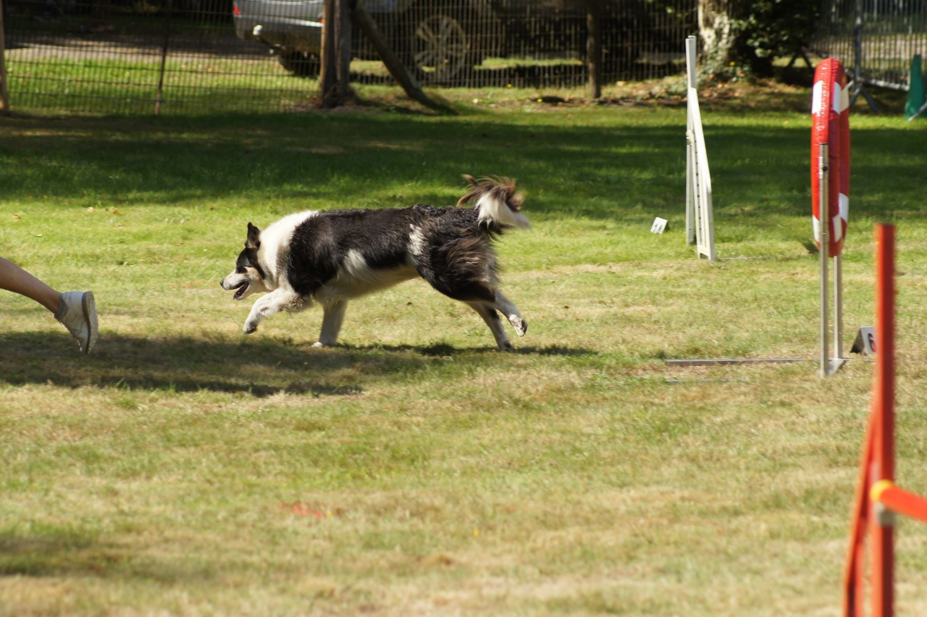 CONCOURS AGILITY 28 AOÛT 2022