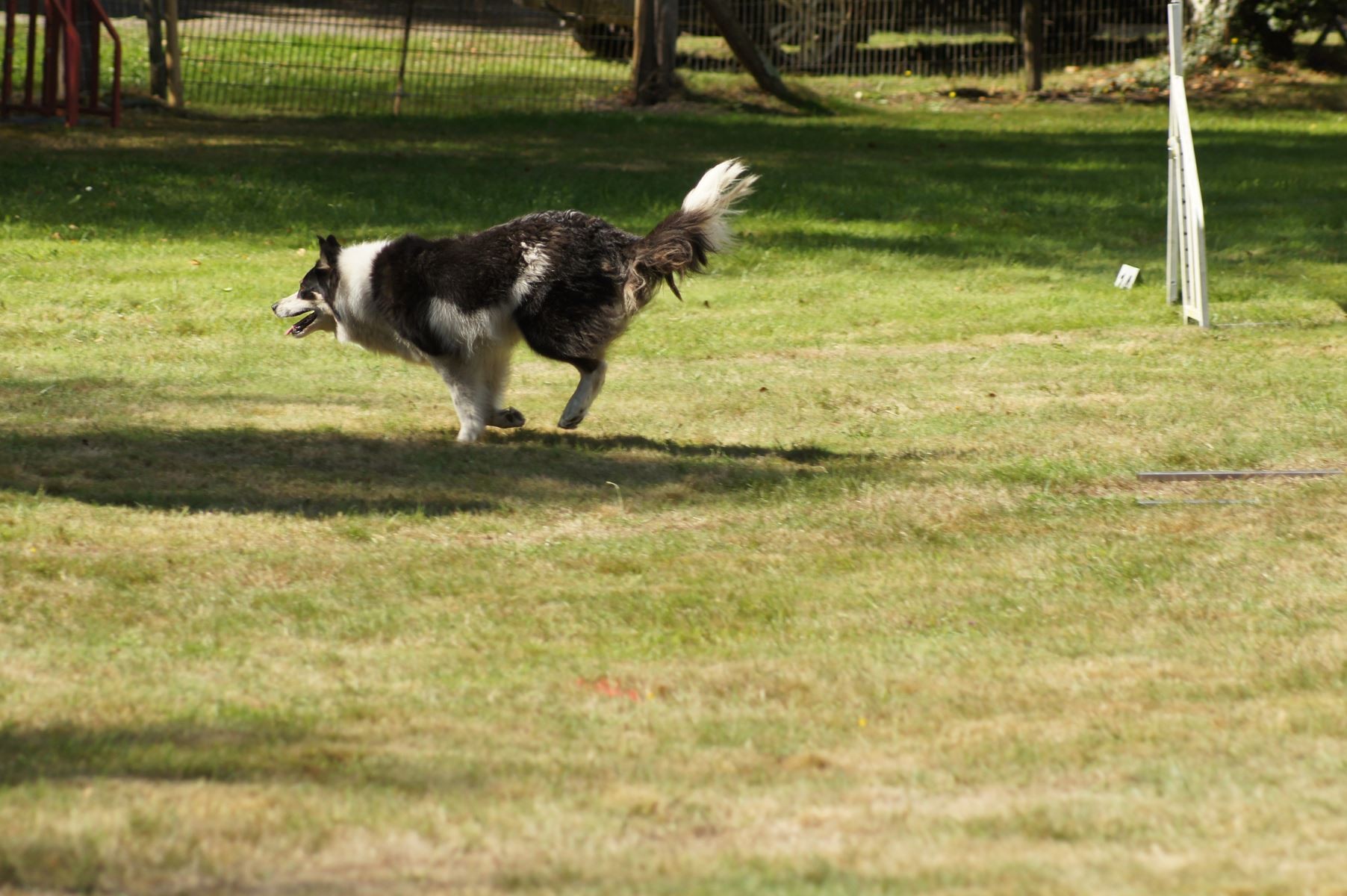 CONCOURS AGILITY 28 AOÛT 2022