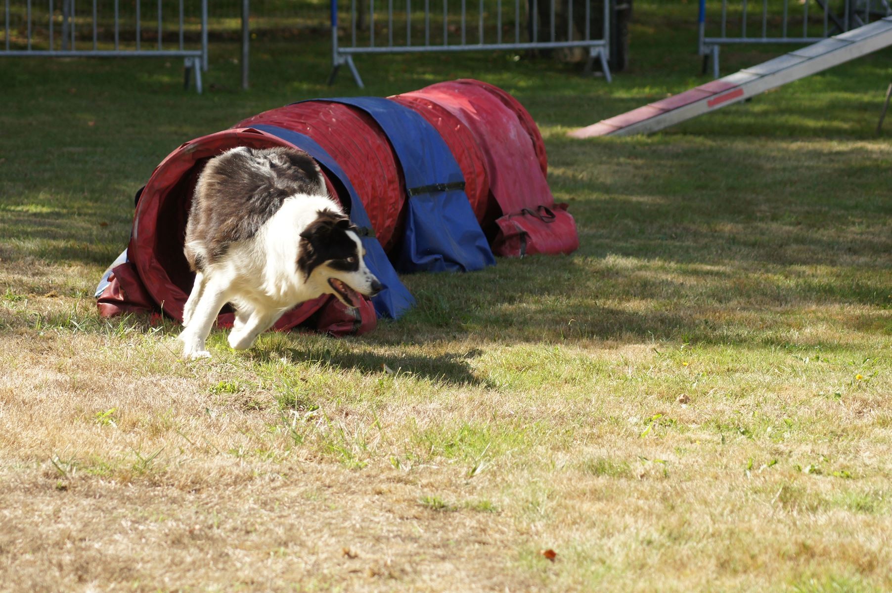 CONCOURS AGILITY 28 AOÛT 2022