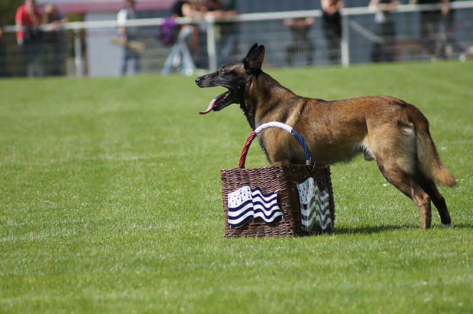 Championnat de France RING 29 ET 30 JUIN 2013 A QUIMPERLE