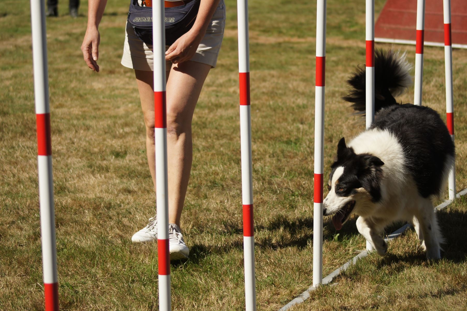 CONCOURS AGILITY 28 AOÛT 2022