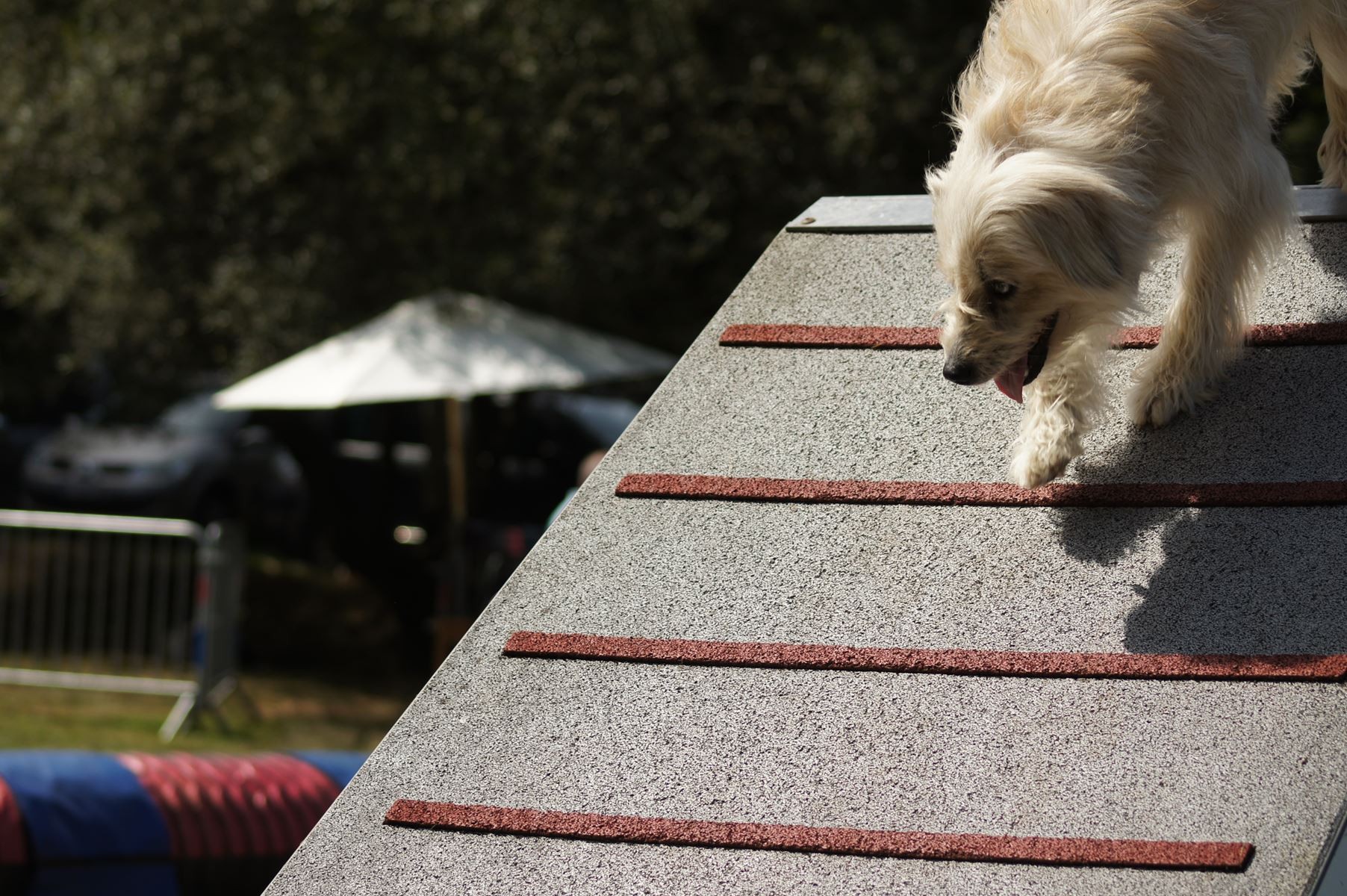 CONCOURS AGILITY 28 AOÛT 2022