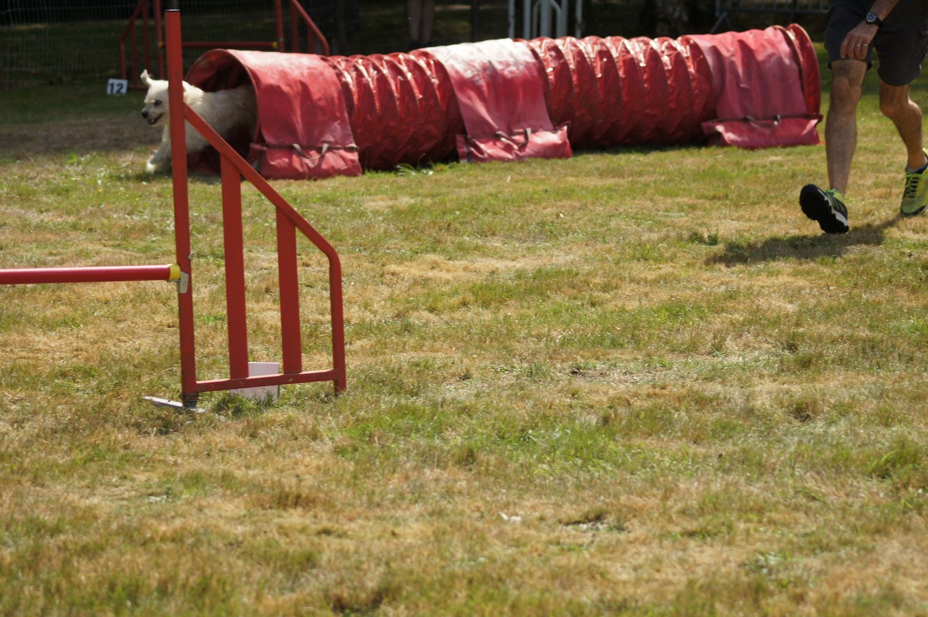 CONCOURS AGILITY 28 AOÛT 2022