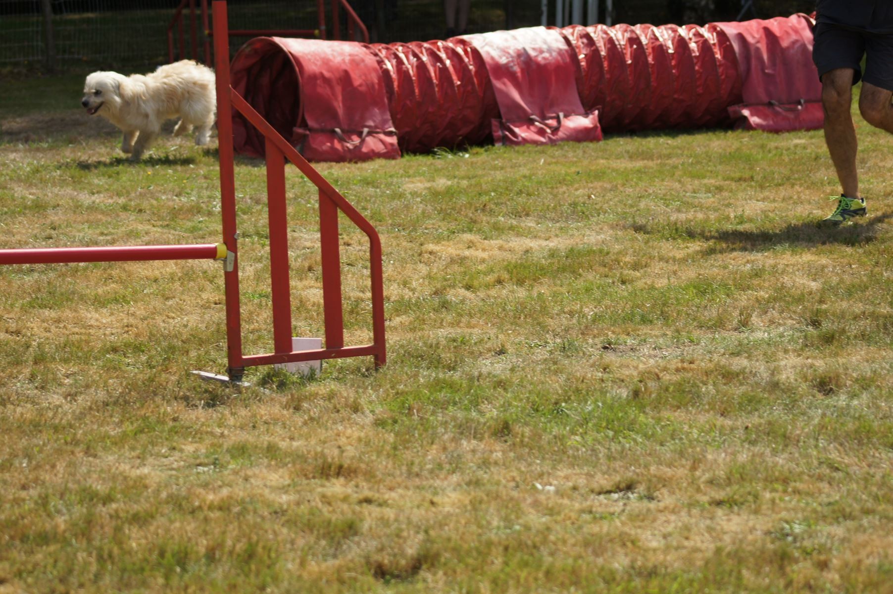 CONCOURS AGILITY 28 AOÛT 2022