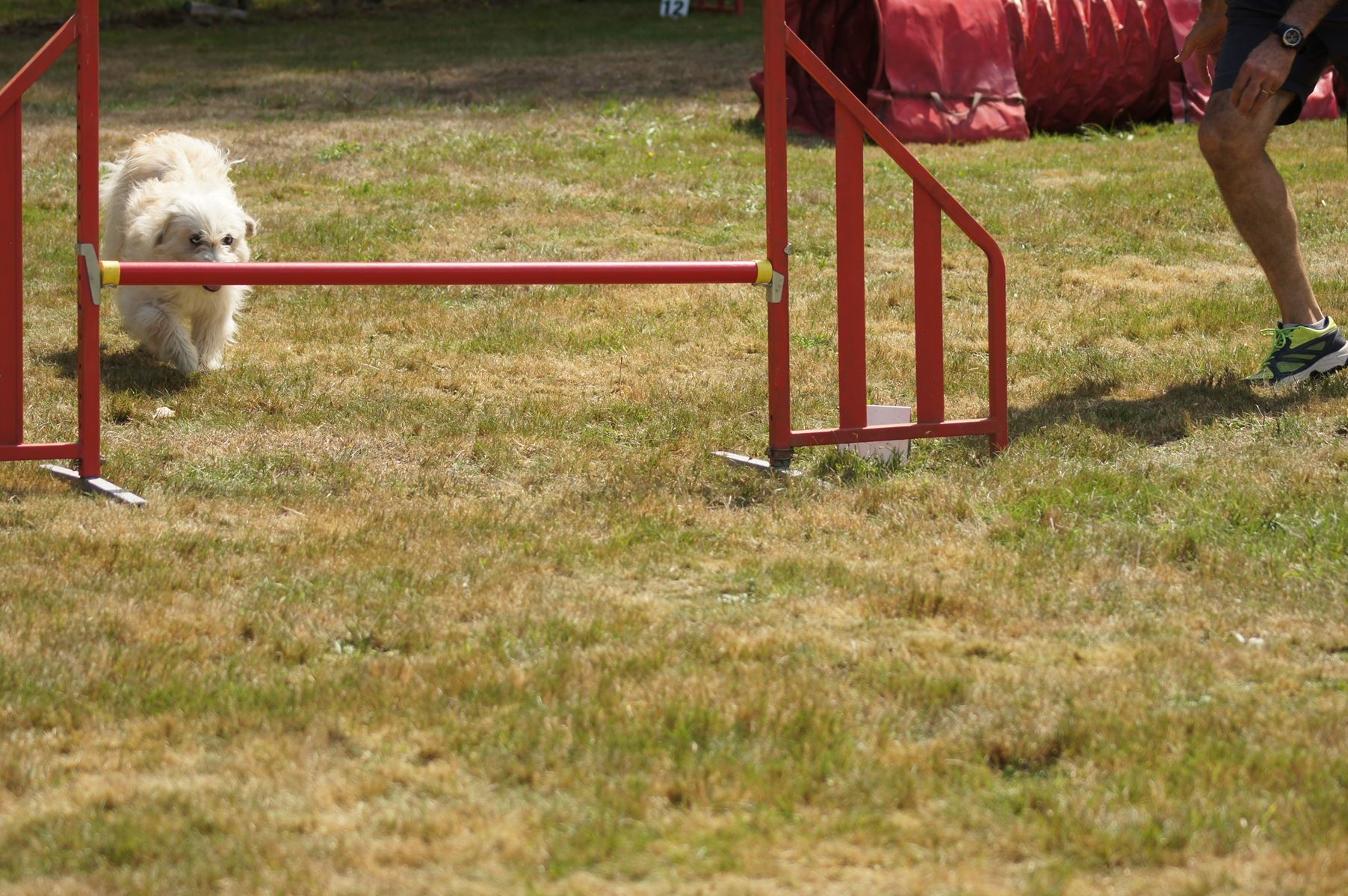 CONCOURS AGILITY 28 AOÛT 2022