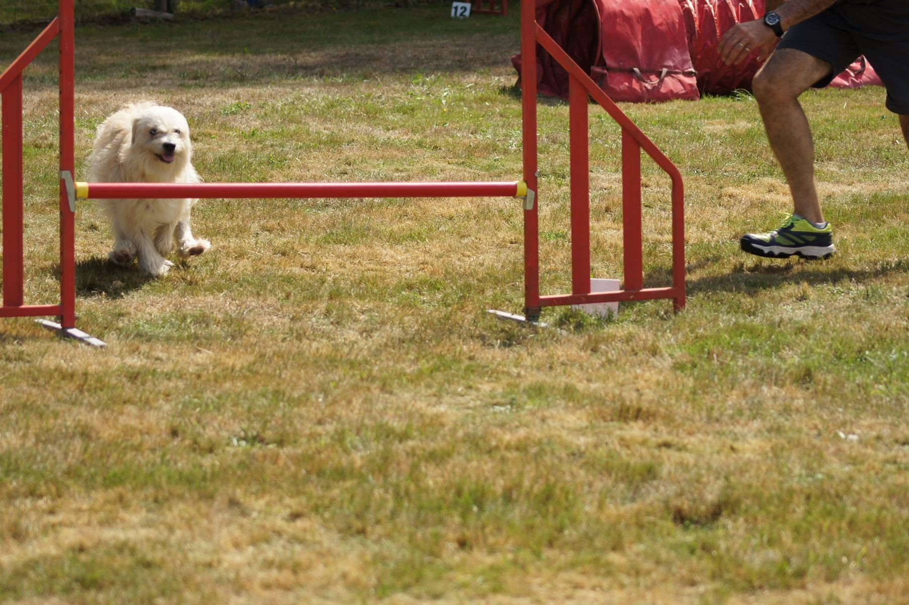 CONCOURS AGILITY 28 AOÛT 2022