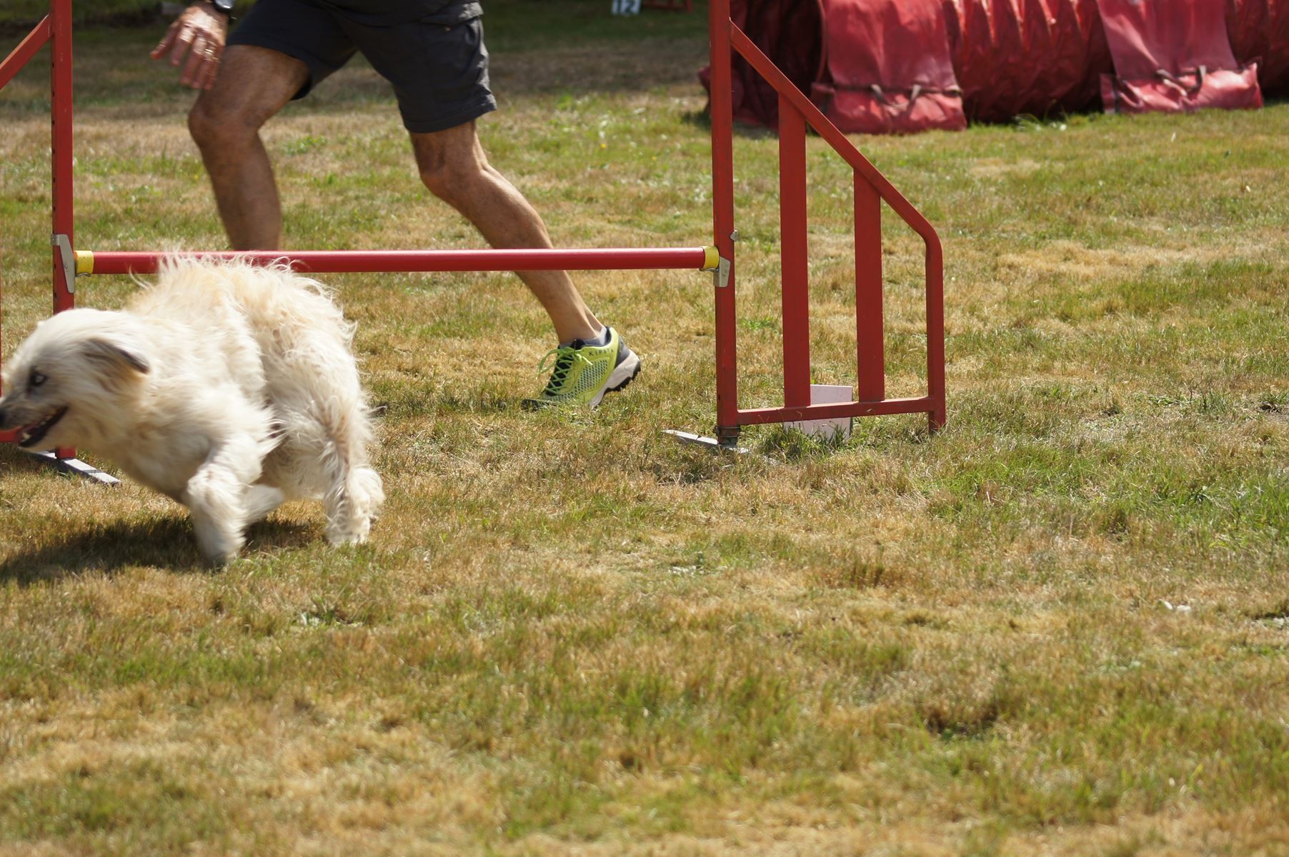 CONCOURS AGILITY 28 AOÛT 2022