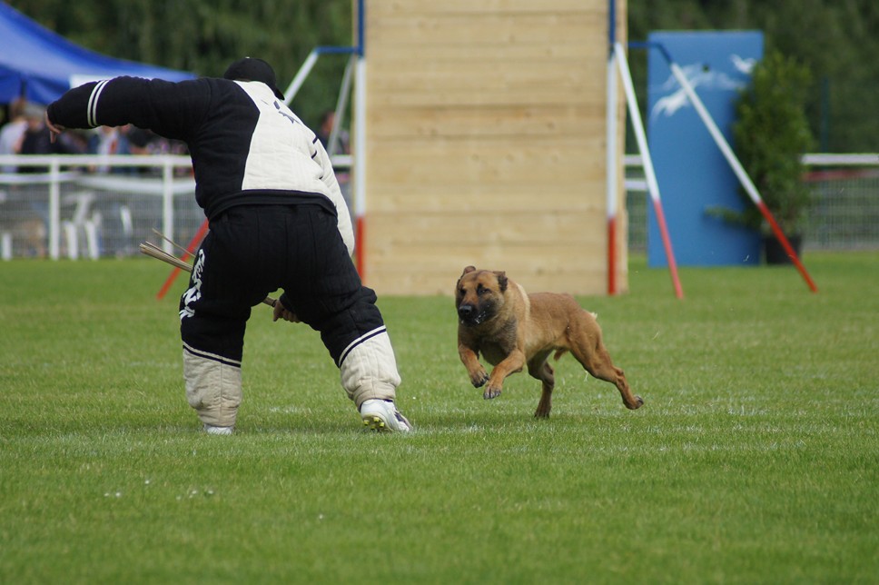 Championnat de France RING 29 ET 30 JUIN 2013 A QUIMPERLE