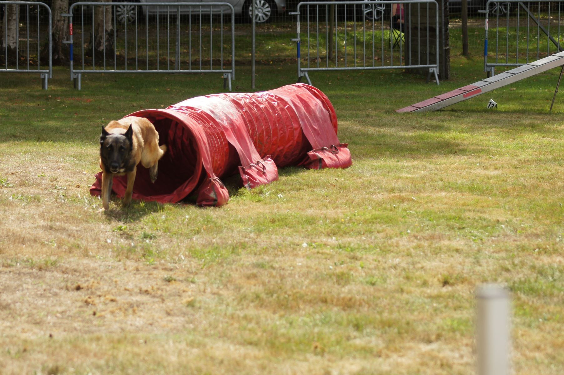 CONCOURS AGILITY 28 AOÛT 2022