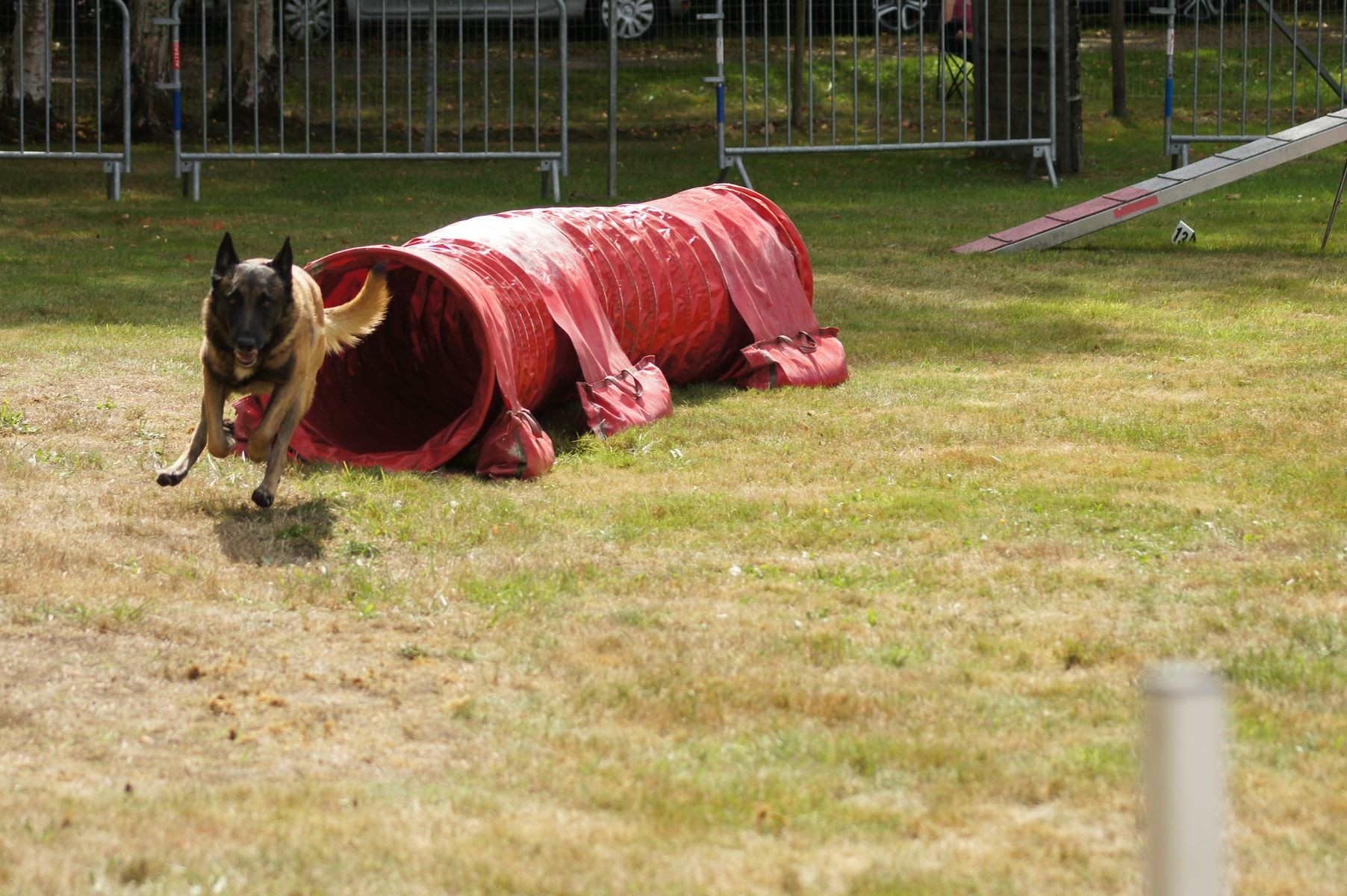 CONCOURS AGILITY 28 AOÛT 2022