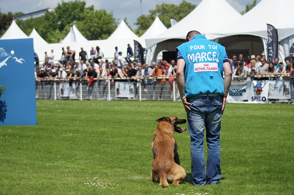 Championnat de France RING 29 ET 30 JUIN 2013 A QUIMPERLE