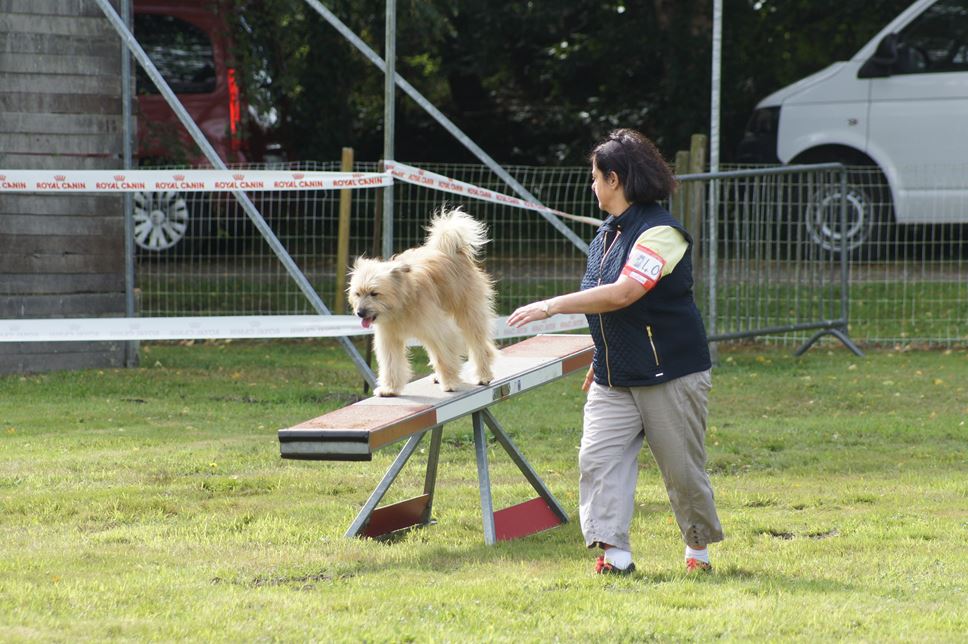 CONCOURS AGILITY AOUT 2016