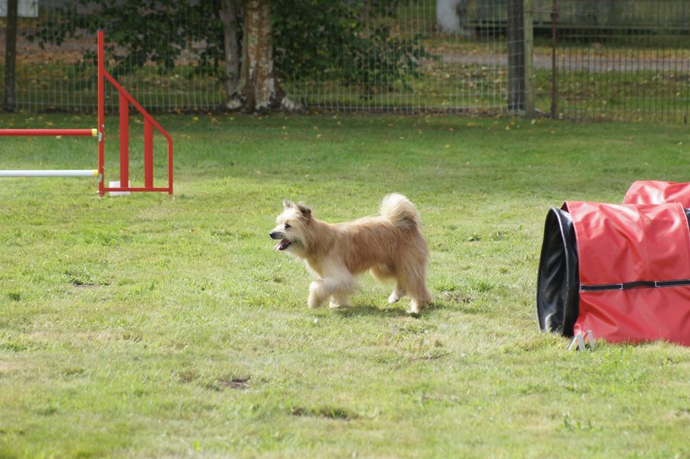 CONCOURS AGILITY AOUT 2016