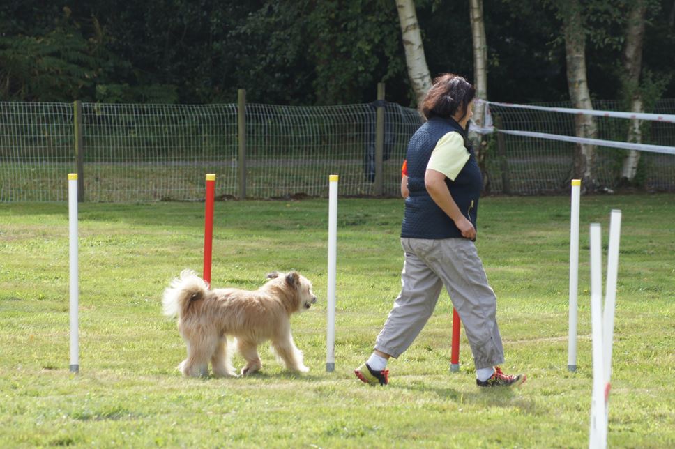 CONCOURS AGILITY AOUT 2016