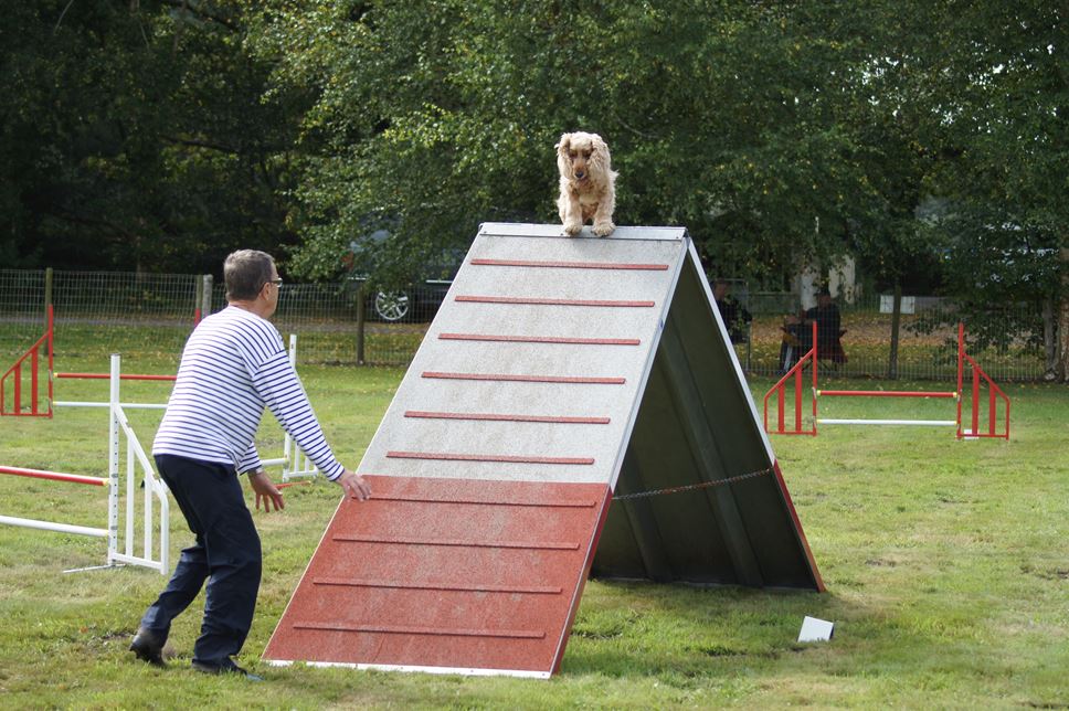 CONCOURS AGILITY AOUT 2016