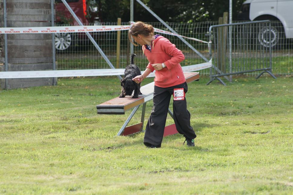 CONCOURS AGILITY AOUT 2016