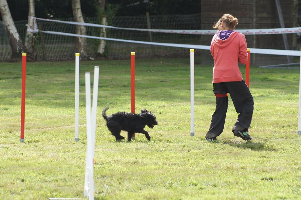 CONCOURS AGILITY AOUT 2016