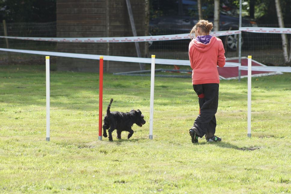 CONCOURS AGILITY AOUT 2016