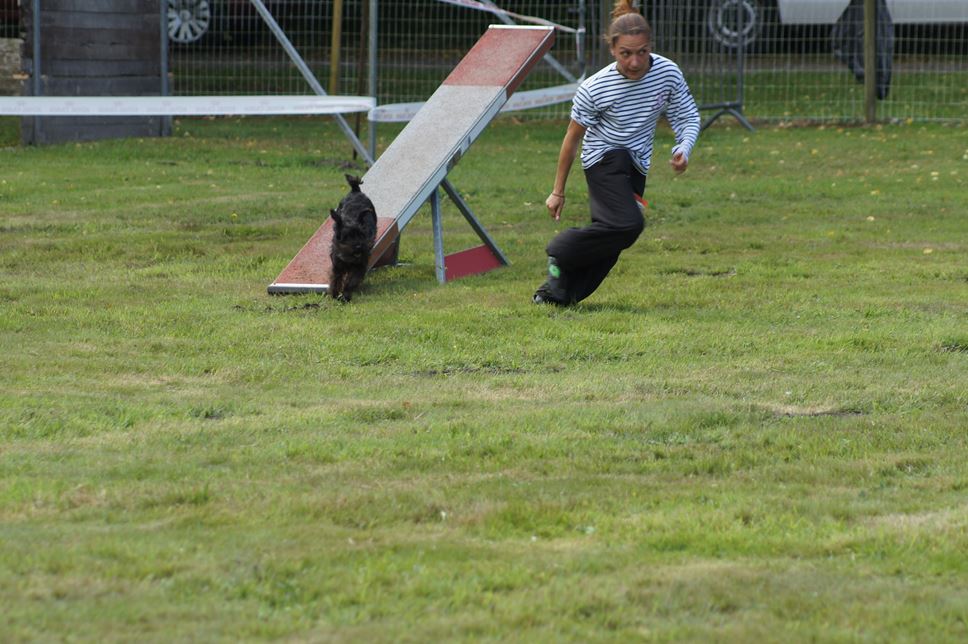 CONCOURS AGILITY AOUT 2016