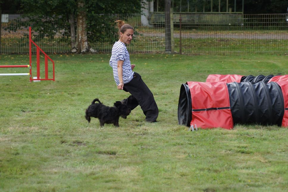 CONCOURS AGILITY AOUT 2016