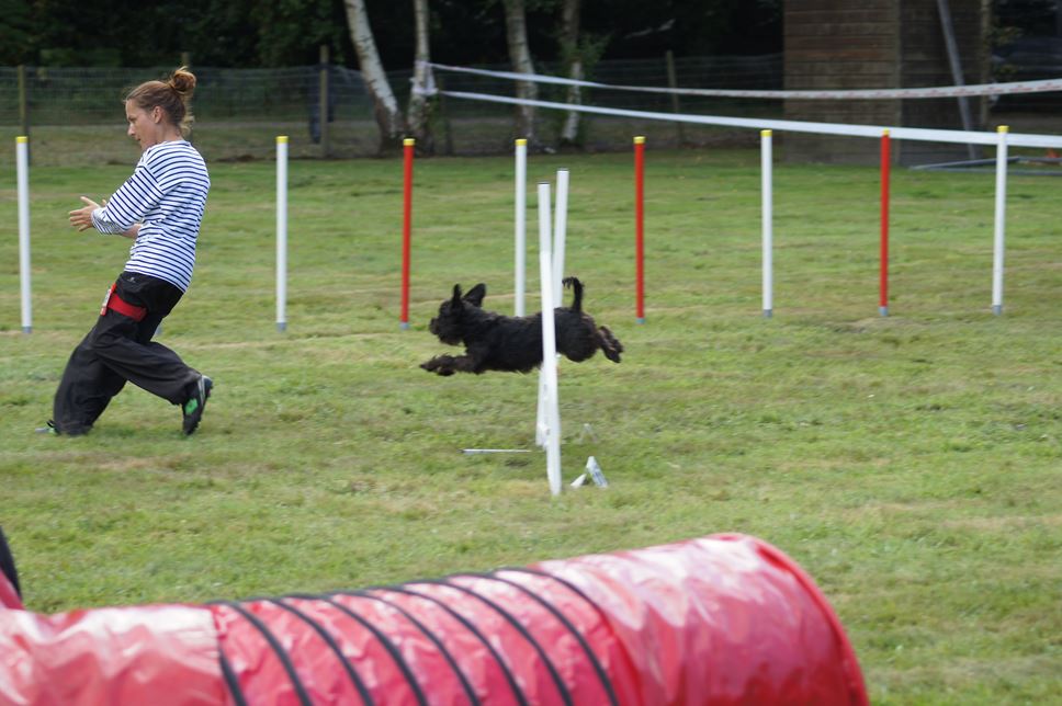 CONCOURS AGILITY AOUT 2016