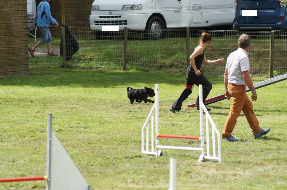 CONCOURS AGILITY AOUT 2016