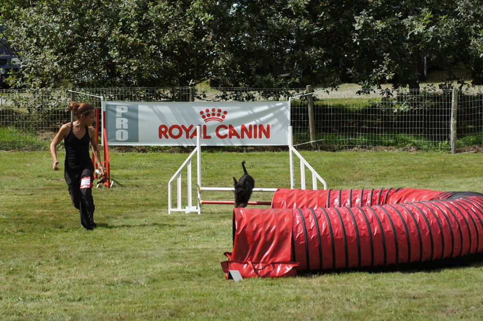 CONCOURS AGILITY AOUT 2016