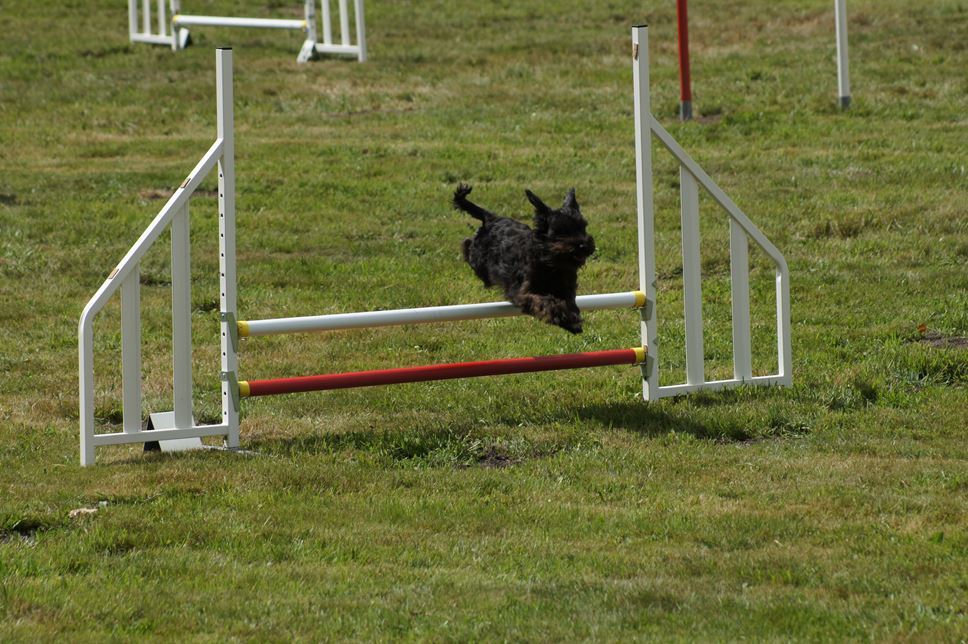 CONCOURS AGILITY AOUT 2016