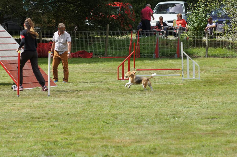 CONCOURS AGILITY AOUT 2016