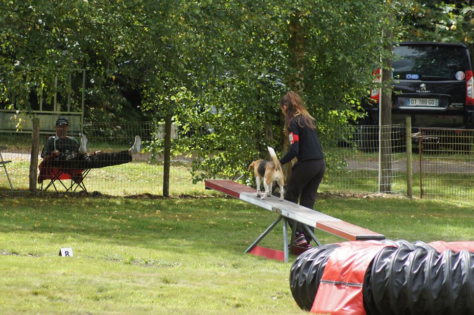 CONCOURS AGILITY AOUT 2016