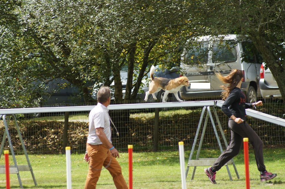 CONCOURS AGILITY AOUT 2016