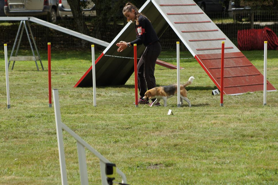 CONCOURS AGILITY AOUT 2016