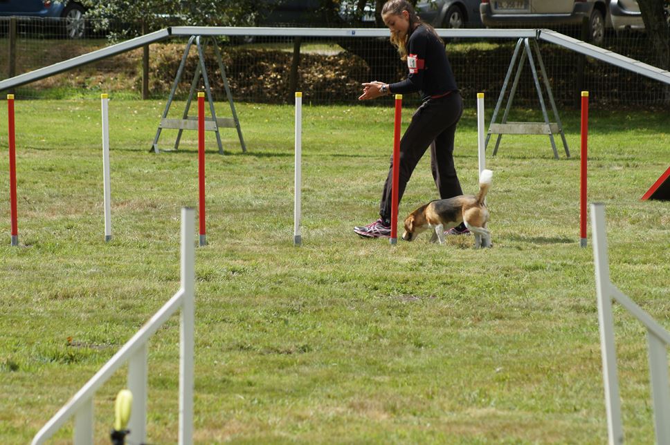 CONCOURS AGILITY AOUT 2016